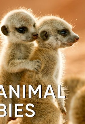 Wild Animal Babies